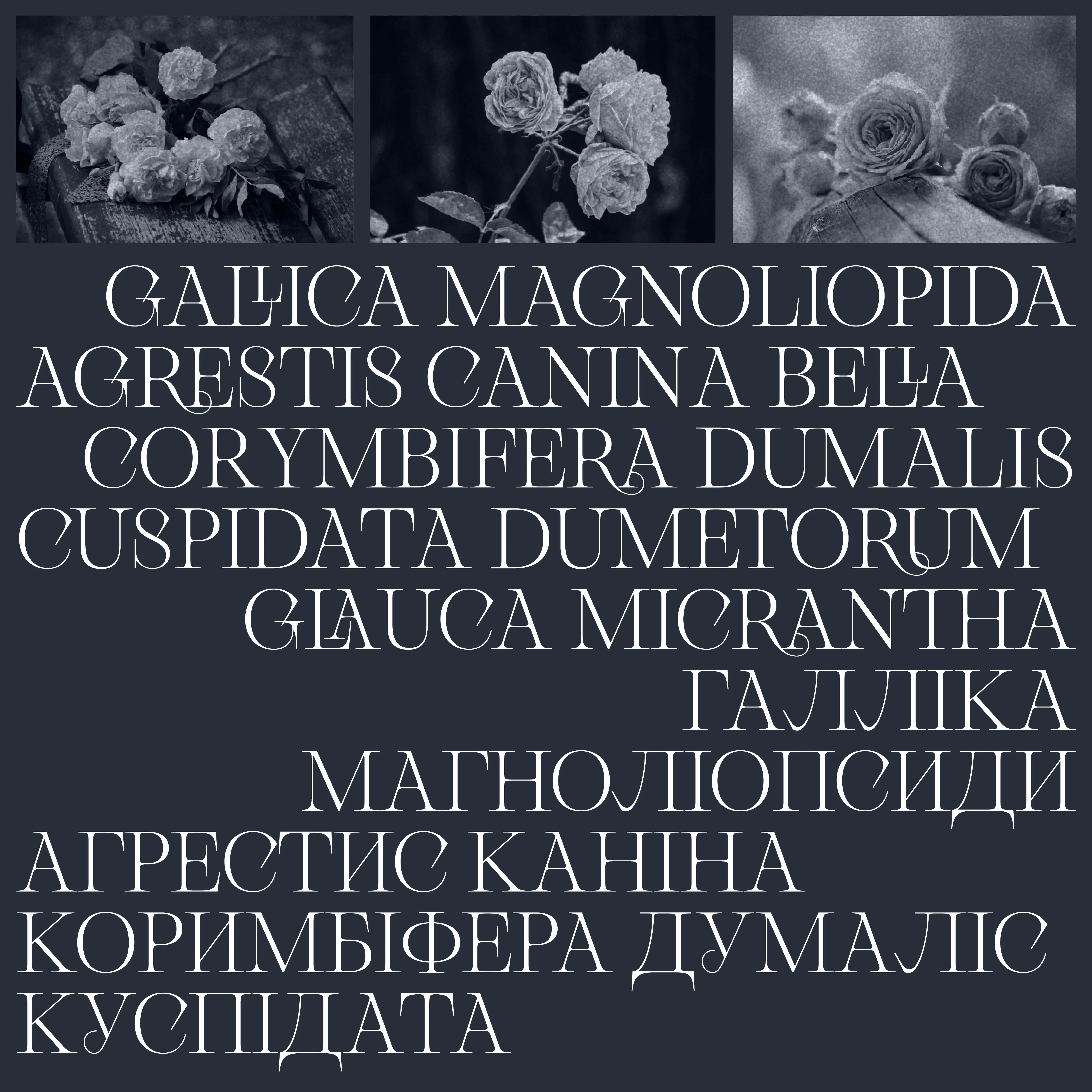 Gallique - Image 7